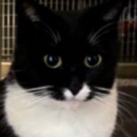 家猫現在（顔）
