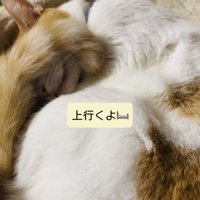 キャットタワーのベッドで寝る保護猫