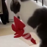 猫に抱えられているエビのぬいぐるみ
