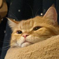 顎を乗せた顔だけの茶トラ