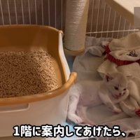 ケージの中の子猫
