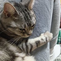 飼い主の太ももにしがみつく猫
