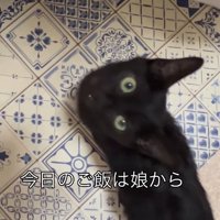 見上げている黒猫の子猫
