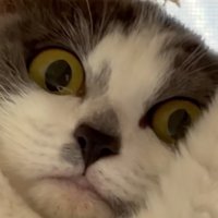 見下ろす猫2