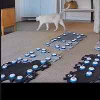 部屋の隅へ歩いていく猫