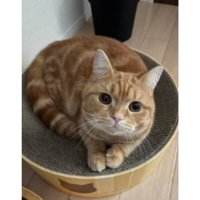 室内にいる猫