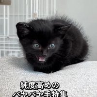 座って鳴く子猫