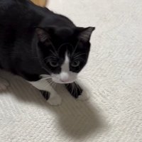 手を見つめる猫