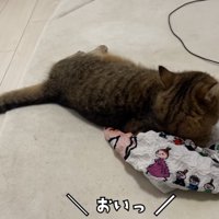 エコバッグの上で寝そべっている猫