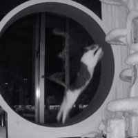 回し車で立ちそうな猫