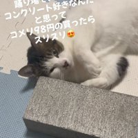 スリスリする猫