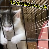 二足立ちする子猫（アップ）