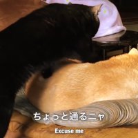 座布団で寝ている柴犬を踏む黒猫