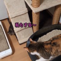 猫トイレにいる三毛猫