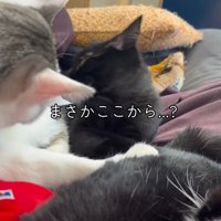 キジ白猫の体に顔を近づける黒猫