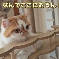驚いている猫