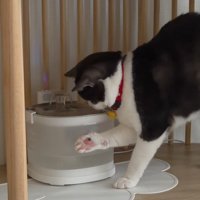 給水器の前の猫