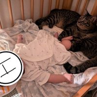 赤ちゃんが寝ているベビーベッドでくつろぐ2頭の猫