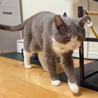 歩いている猫の様子