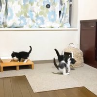 仲良く遊ぶ3匹の子猫