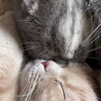 眠っているむぎちゃんとあおちゃん