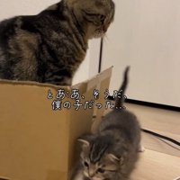 自分の子供だと思い出す猫