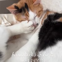 蹴られる猫