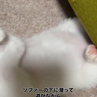 赤ちゃん猫のお腹