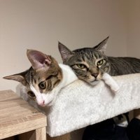 重なる猫