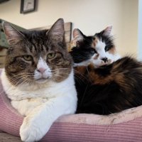 寄り添う2匹の猫