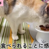 ごはんを食べるキャリーちゃん