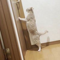 ドアの前で立っている猫