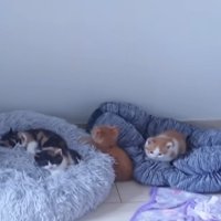 子猫4匹