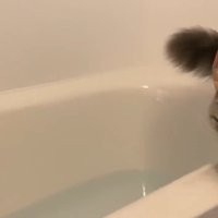 バスタブの淵にいる猫