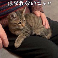 離れようとしない子猫