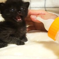 鳴く子猫