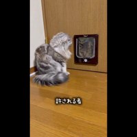 扉前のゆずくん