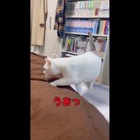 登ってきたハクくん