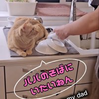 水切りマットに乗る猫