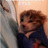 人に抱かれている子猫