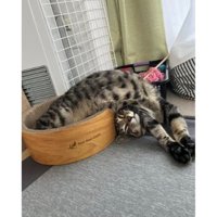 寝ている猫