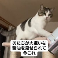 またまたパンチする猫