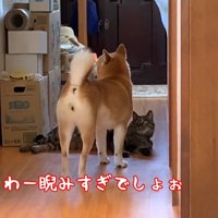 睨みすぎでしょぉ
