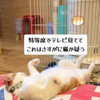 クッションの間で寝ている猫