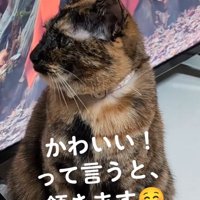 横を向く猫
