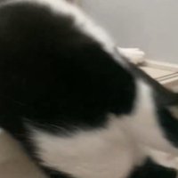 何度も落ちる猫