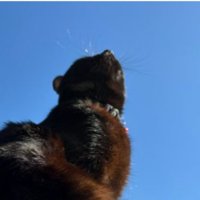 青空と猫
