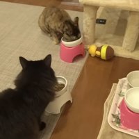 ごはんを食べる2匹