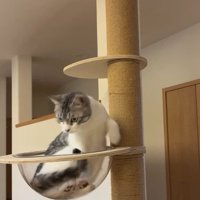 キャットタワーのボウルの中にいる猫