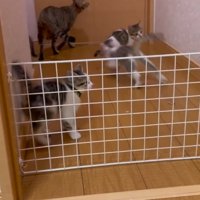 再び廊下へと飛び出した母猫と子猫たちの様子